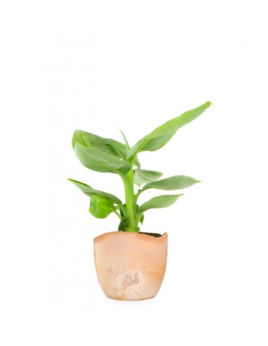 Pianta di banano tropicale
