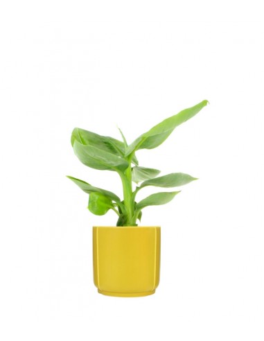 Pianta di banano tropicale