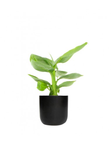 Pianta di banano tropicale