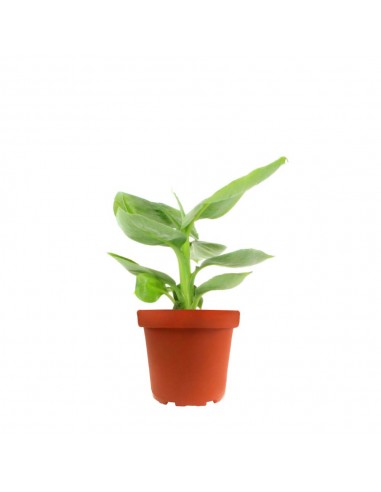Pianta di banano tropicale