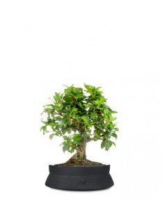 Bonsai Carmona