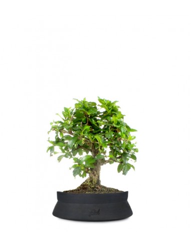 Bonsai Carmona