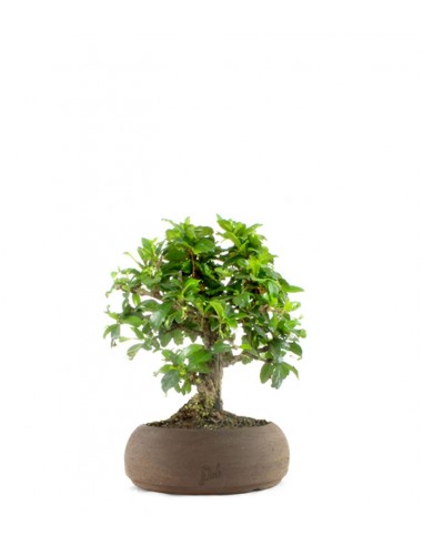 Bonsai Carmona