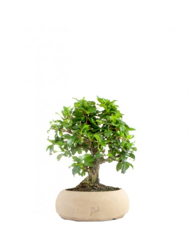 Bonsai Carmona