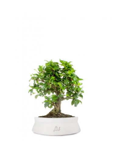 Bonsai Carmona