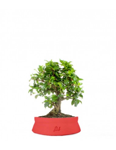 Bonsai Carmona