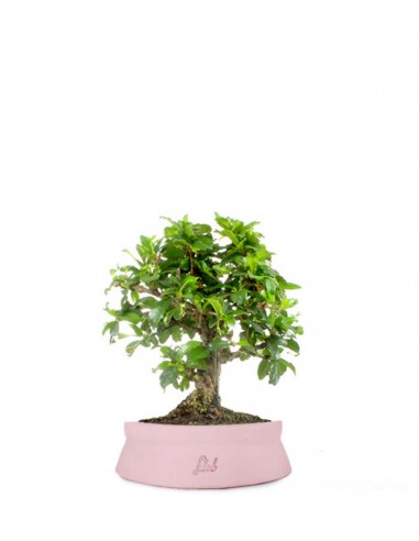 Bonsai Carmona