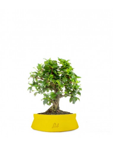 Bonsai Carmona