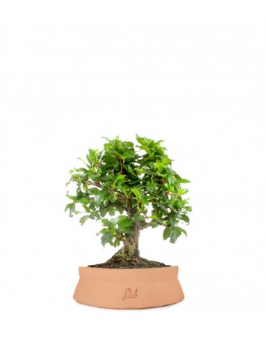 Bonsai Carmona
