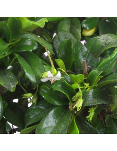 Bonsai Carmona
