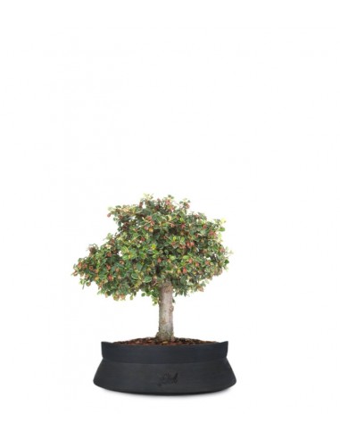 Cotoneaster Alberello