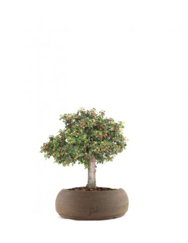 Cotoneaster Alberello