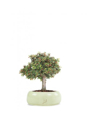 Cotoneaster Alberello