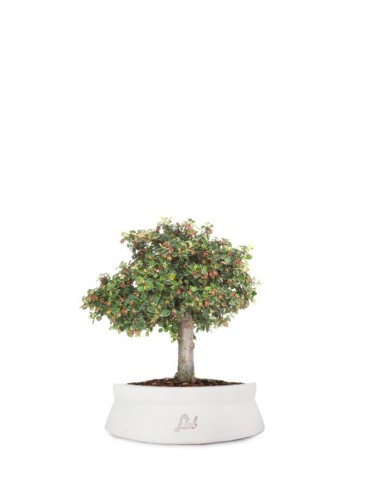 Cotoneaster Alberello
