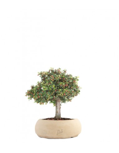 Cotoneaster Alberello
