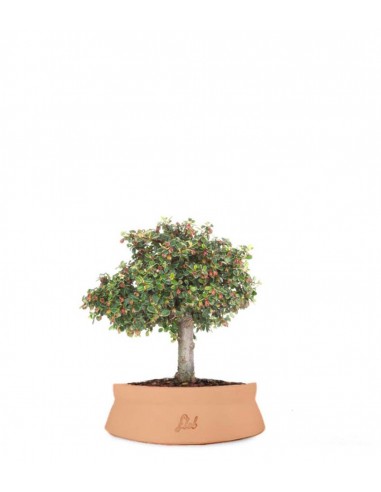 Cotoneaster Alberello