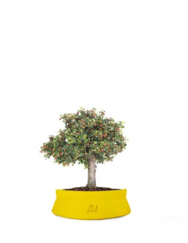 Cotoneaster Alberello