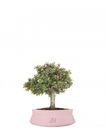 Cotoneaster Alberello