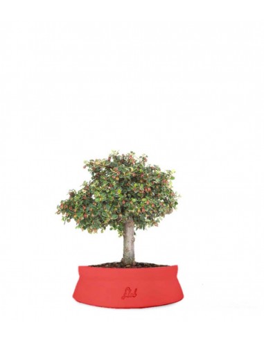 Cotoneaster Alberello