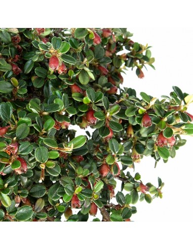 Cotoneaster Alberello