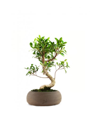 Ficus Retusa S