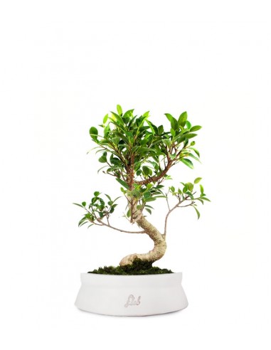 Ficus Retusa S