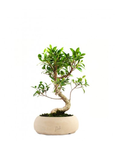 Ficus Retusa S