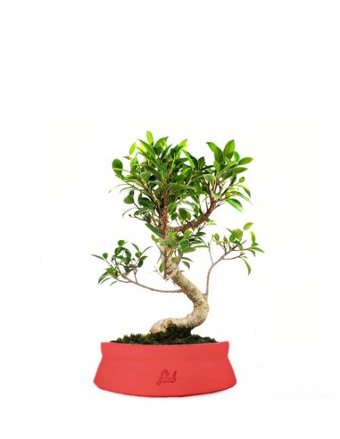 Ficus Retusa S