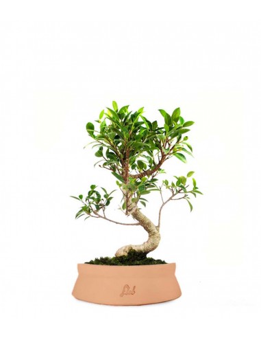 Ficus Retusa S