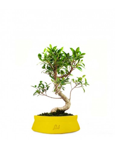 Ficus Retusa S