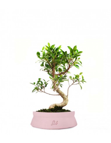 Ficus Retusa S