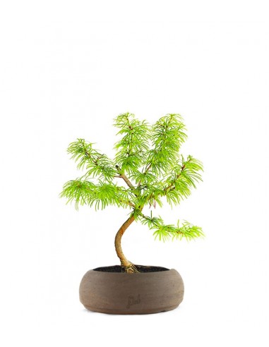Pseudolarix S