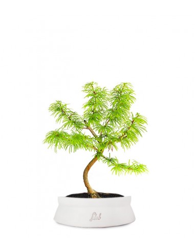 Pseudolarix S