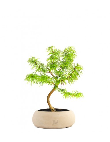 Pseudolarix S