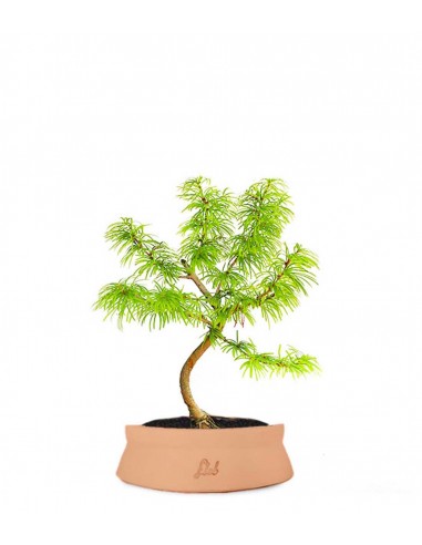 Pseudolarix S