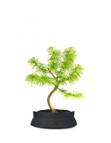 Pseudolarix S