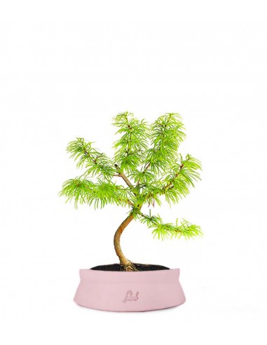 Pseudolarix S