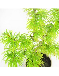 Pseudolarix S 2