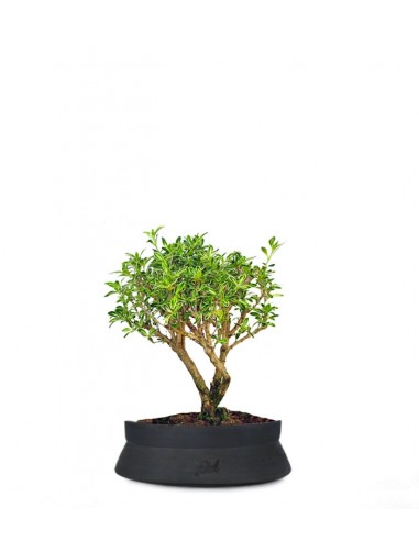 Serissa Variegata Bonsai