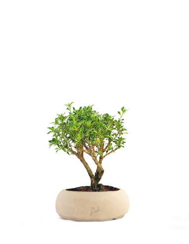 Serissa Variegata Bonsai