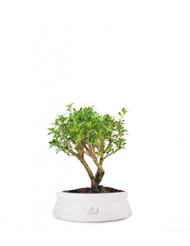 Serissa Variegata Bonsai
