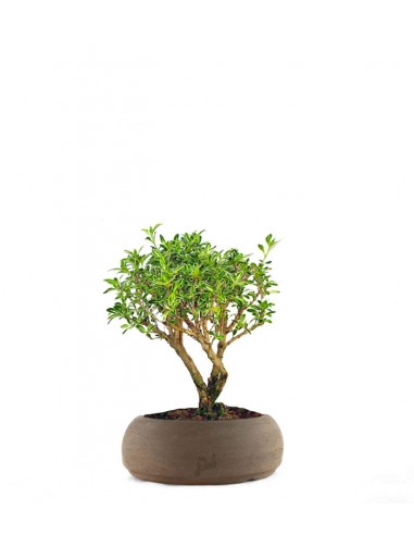 Serissa Variegata Bonsai