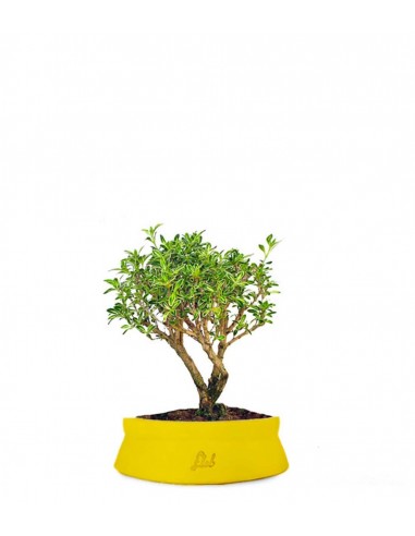 Serissa Variegata Bonsai