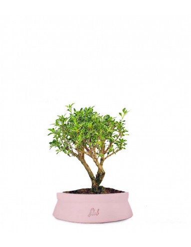 Serissa Variegata Bonsai
