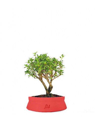 Serissa Variegata Bonsai