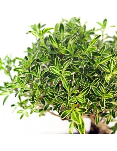 Serissa Variegata Bonsai