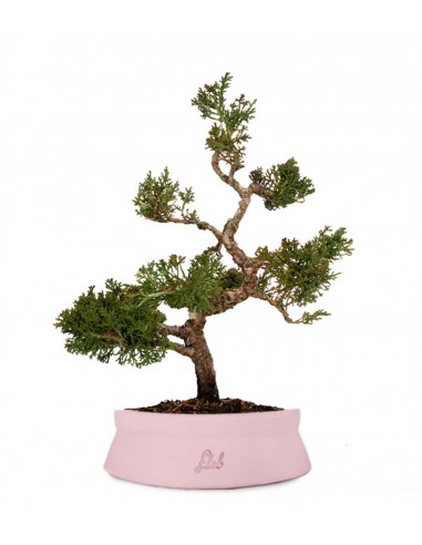 Ginepro Itoigawa Impalcato