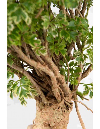 Polyscias Fruticosa variegata