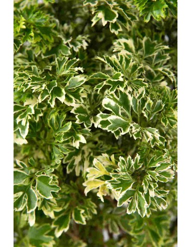 Polyscias Fruticosa variegata