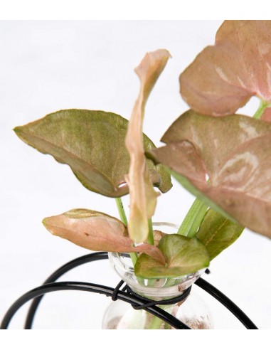 Synognium idroponico rosa | Provetta...